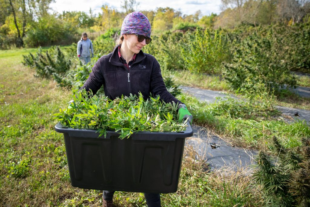 Woman carrying tub of harvested plants